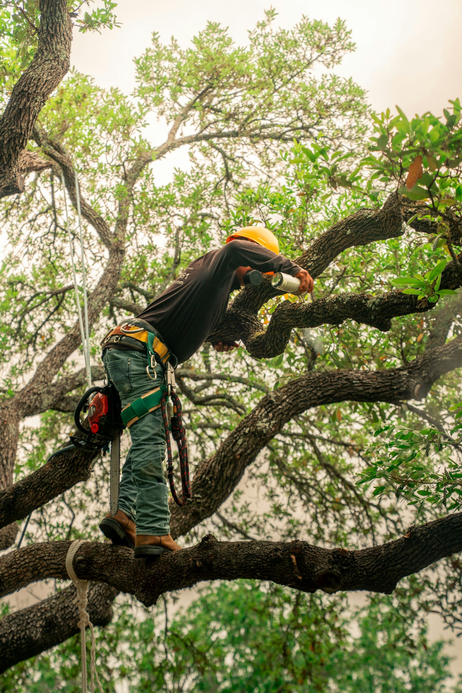 An arborist pruning a tree's branches